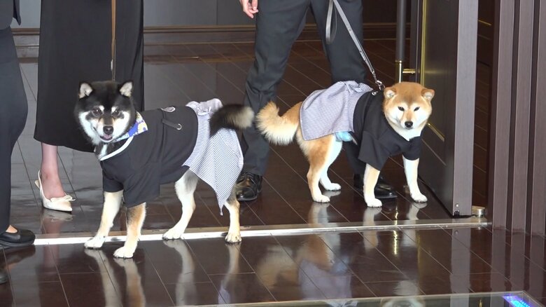 指輪を運ぶ“リングボーイ”を務めた柴犬の「との」と「こてつ」