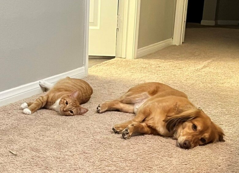 寝室に入りたいけど入れない（提供：和泉ユタカさん）