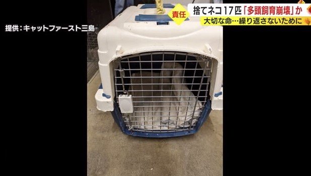 ネコが入れられたキャリーケース