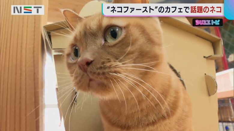 人懐っこい「ちぐら」のネコたち