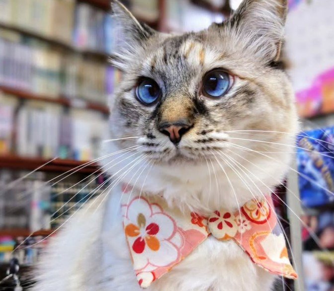 穏やかな性格のゆきちゃん