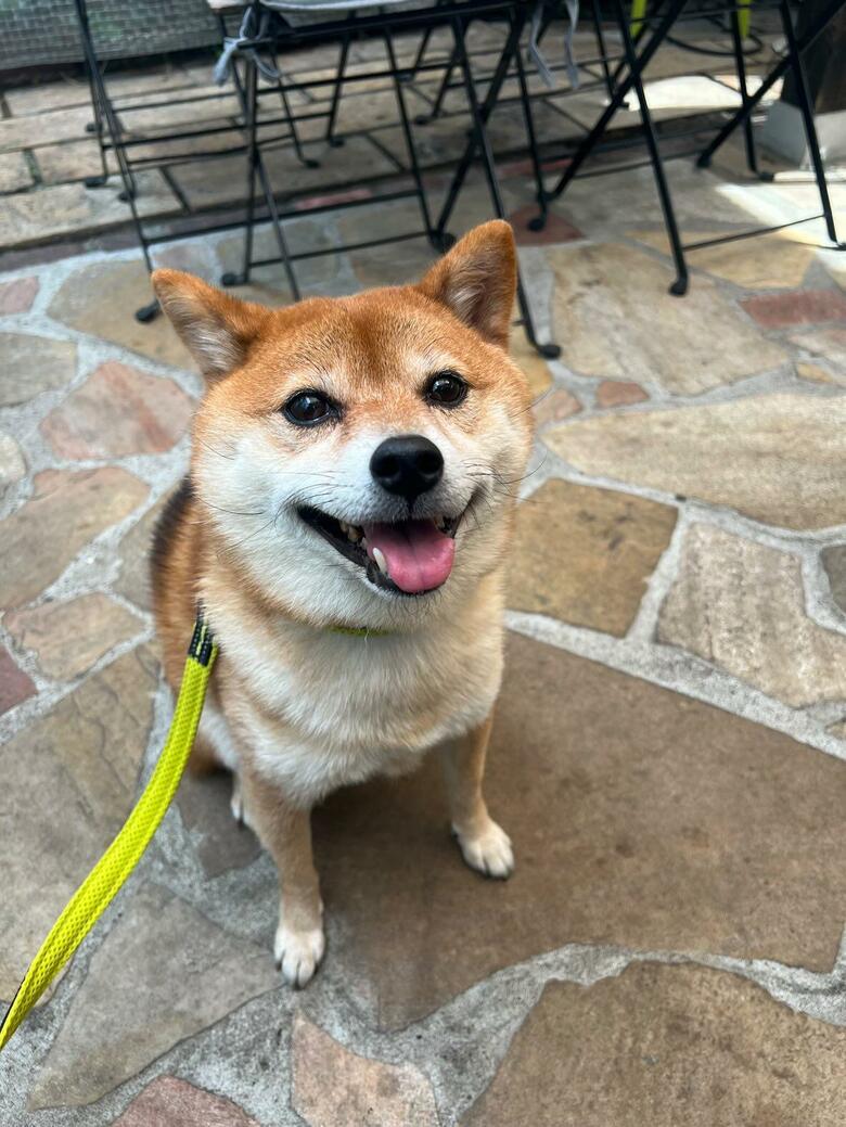 普段のネルくん（提供：Nerushibaさん）