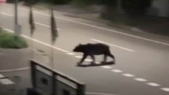 隣町の福島町で目撃されたクマ（撮影：視聴者）