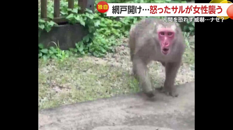 怒ったサルが突進してくる様子