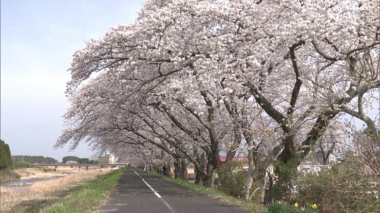 震災後も守り続けた桜並木