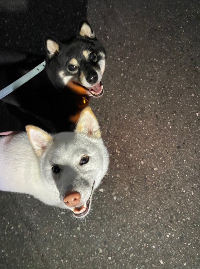 提供：柴犬のくぅとそらさん