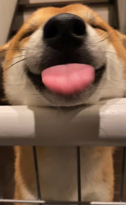 提供：柴犬 雷吾さん