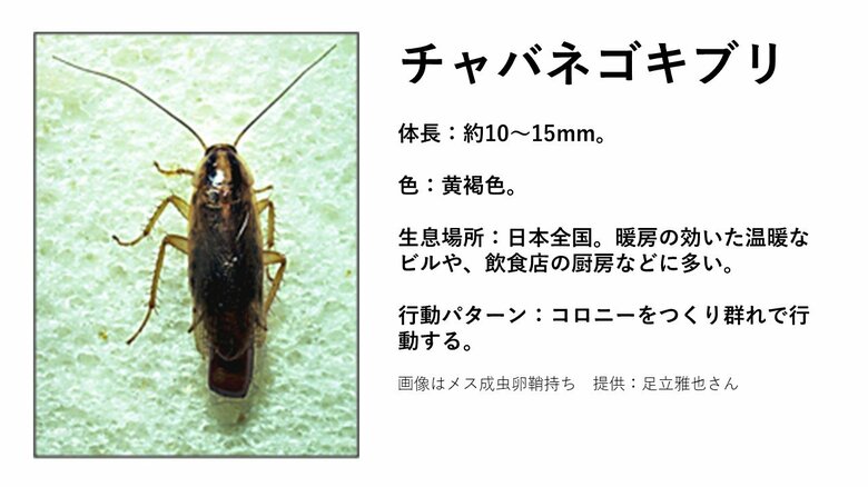 チャバネゴキブリ