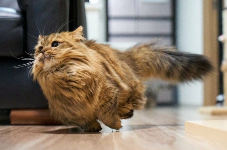 飼い主さんお気に入りだという一枚