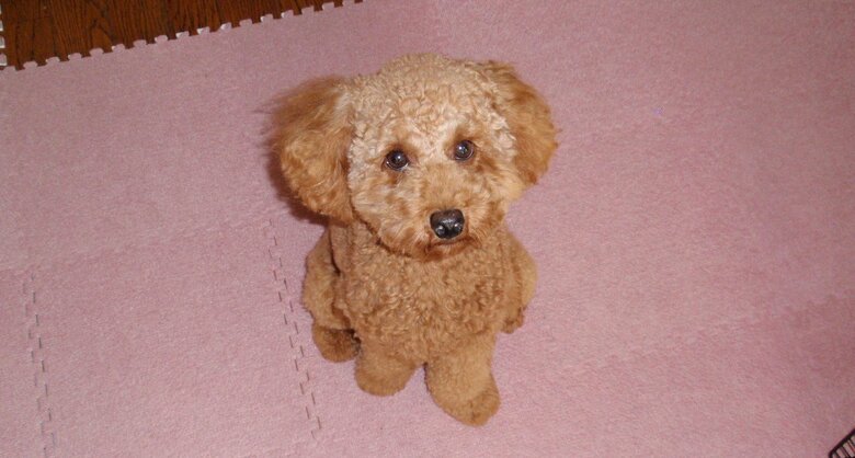 カメラではなく、今田さん（飼い主）を見つめている？（1歳2カ月の頃）