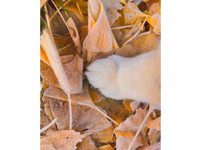 提供：赤柴いちさん