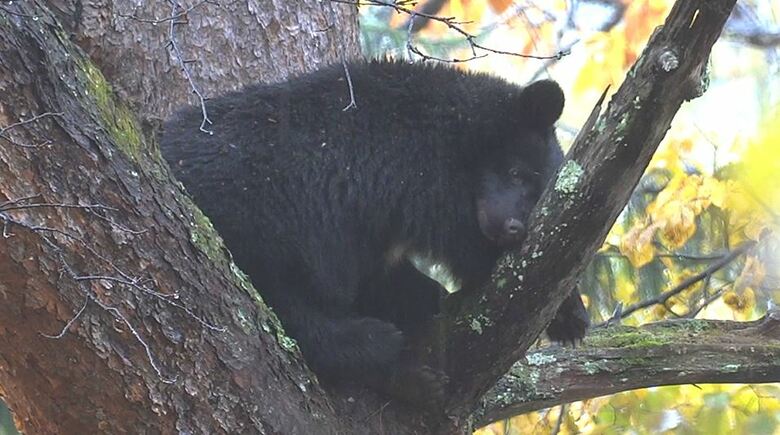 木の上にとどまったクマ（11月10日、大町市）