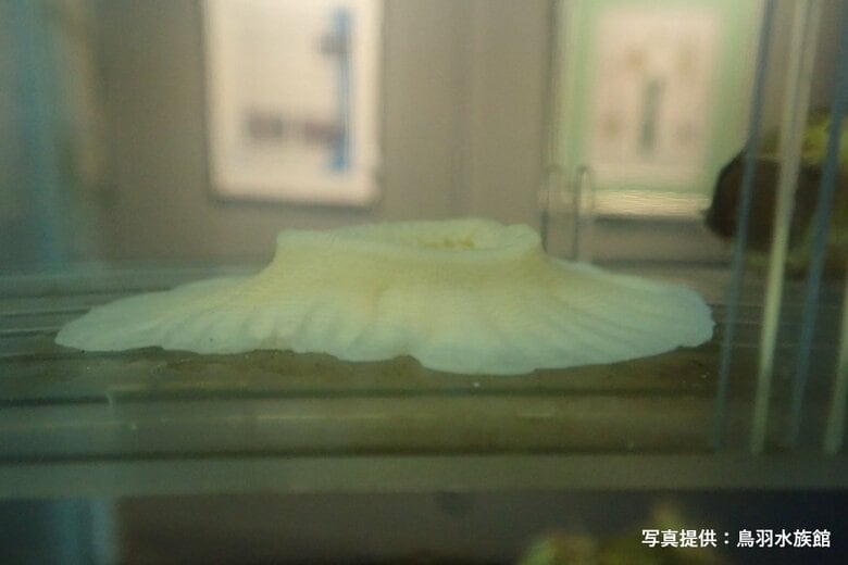 ヤドカリと離れたせいで「ぺっちゃんこ」になってしまったヒメキンカライソギンチャク