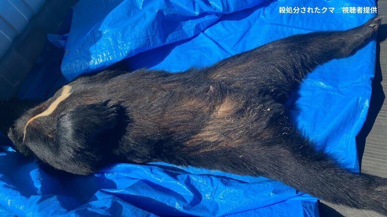 殺処分されたクマ