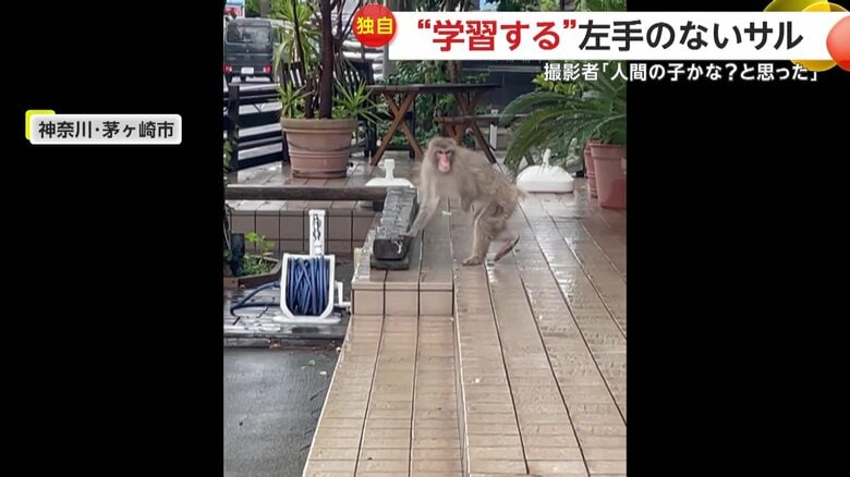 巷を騒がせていた“左手のないサル”（5月30日、神奈川・茅ヶ崎市）