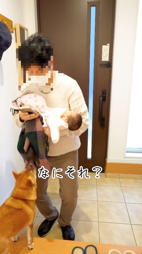 「なにそれ？」と気になる様子（提供：柴犬 むぎさん）