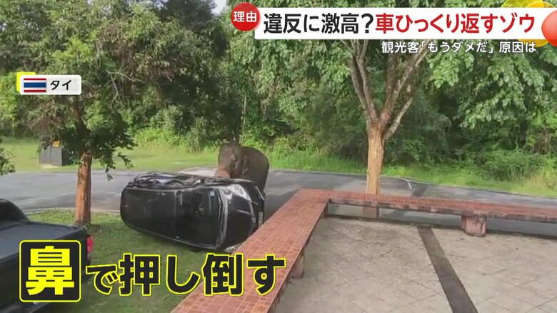 邪魔と言わんばかりに車を押し倒すゾウ（SNS）