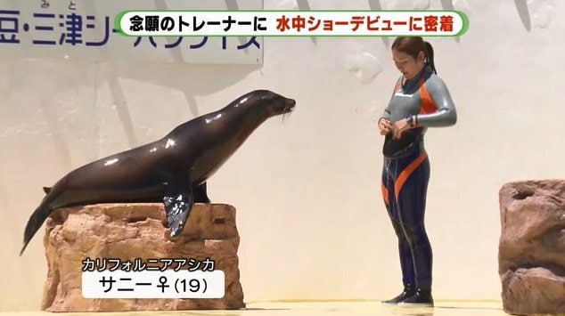 青山さんの相棒・アシカのサニー（19・メス）