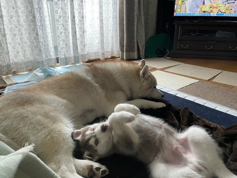 提供：ココとイチのままちゃん