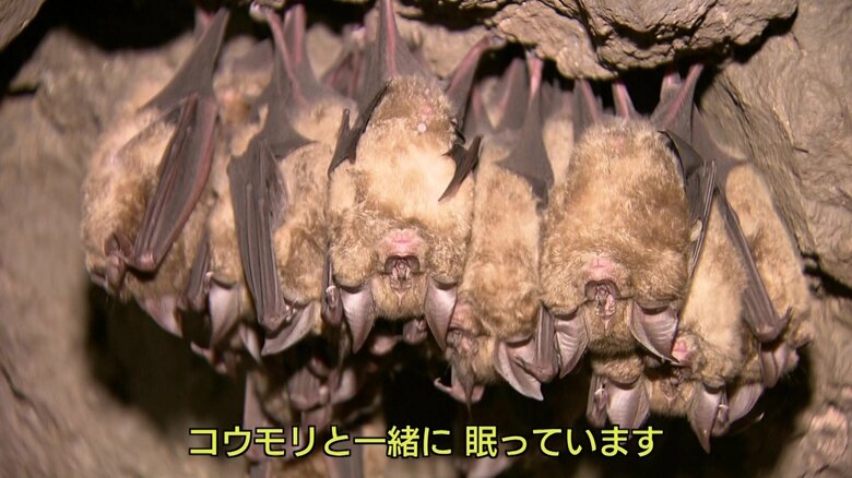 冬眠中のコウモリたち