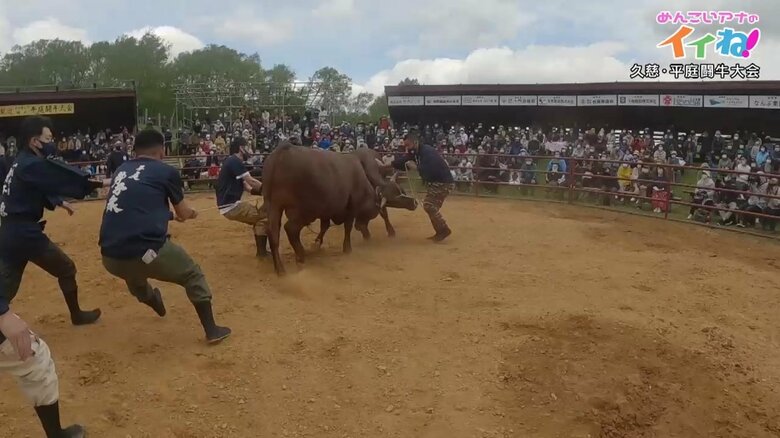 ぶつかり合う闘牛