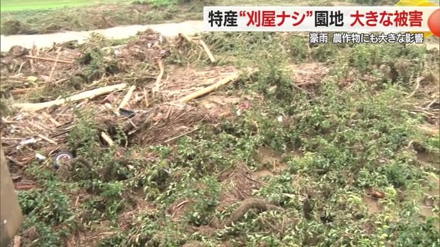 大きな被害を受けたナシ畑