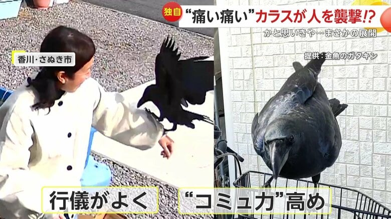 数日前から現れていたというカラス