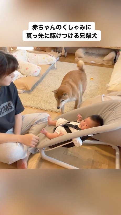 提供：柴犬りんご郎 YouTube 