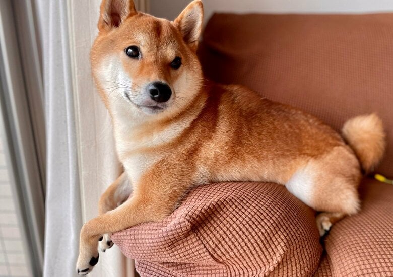 提供：柴犬勇者むぎさん