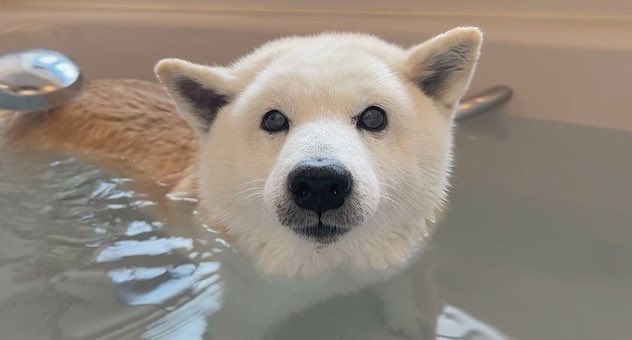 提供：しばわんこ生活さん