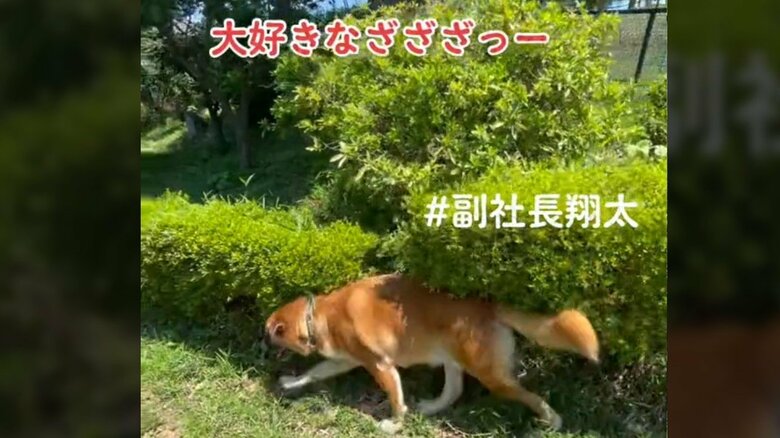 草木に体をこするのがルーティーン