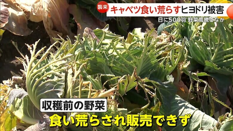 ほとんどの葉がボロボロの状態になったキャベツ