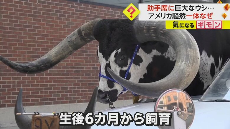 飼い主は、ウシを生後6ヵ月から育てているという