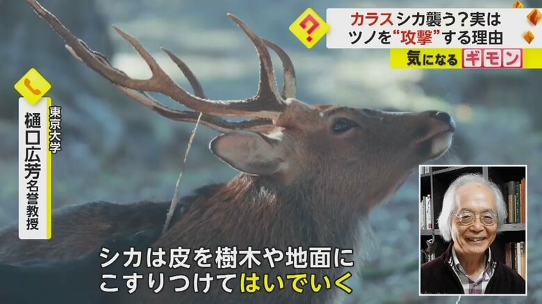 シカのツノの皮をカラスが咥え、引っ張っている