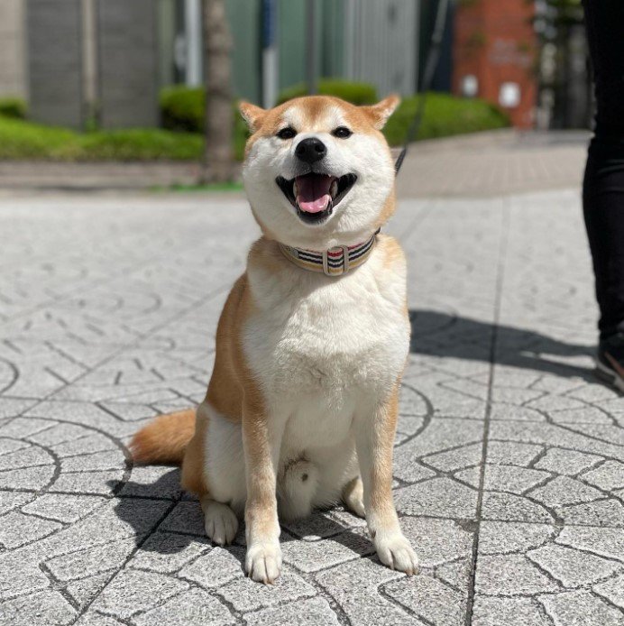 提供：torakichi602さん