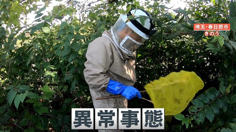 戻りバチたちを網で捕獲する