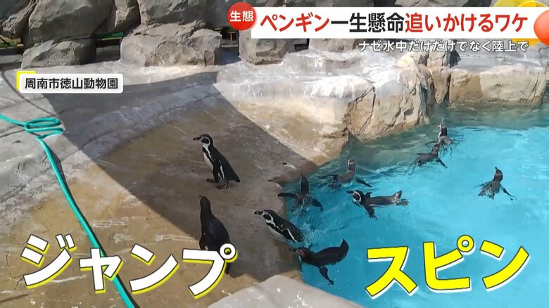 頭上のチョウを水から陸に上がり追いかけるペンギンの様子（6）