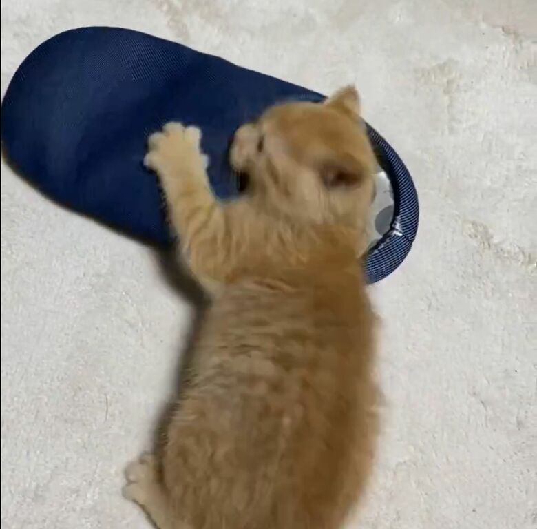 前脚を入れてみたり…