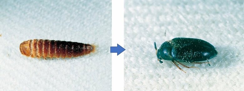 ヒメカツオブシムシ（提供：エステー株式会社）