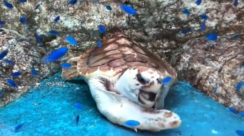 前足をかじかじ（道の駅ウミガメ公園公式Twitter：@umigamekouenより）