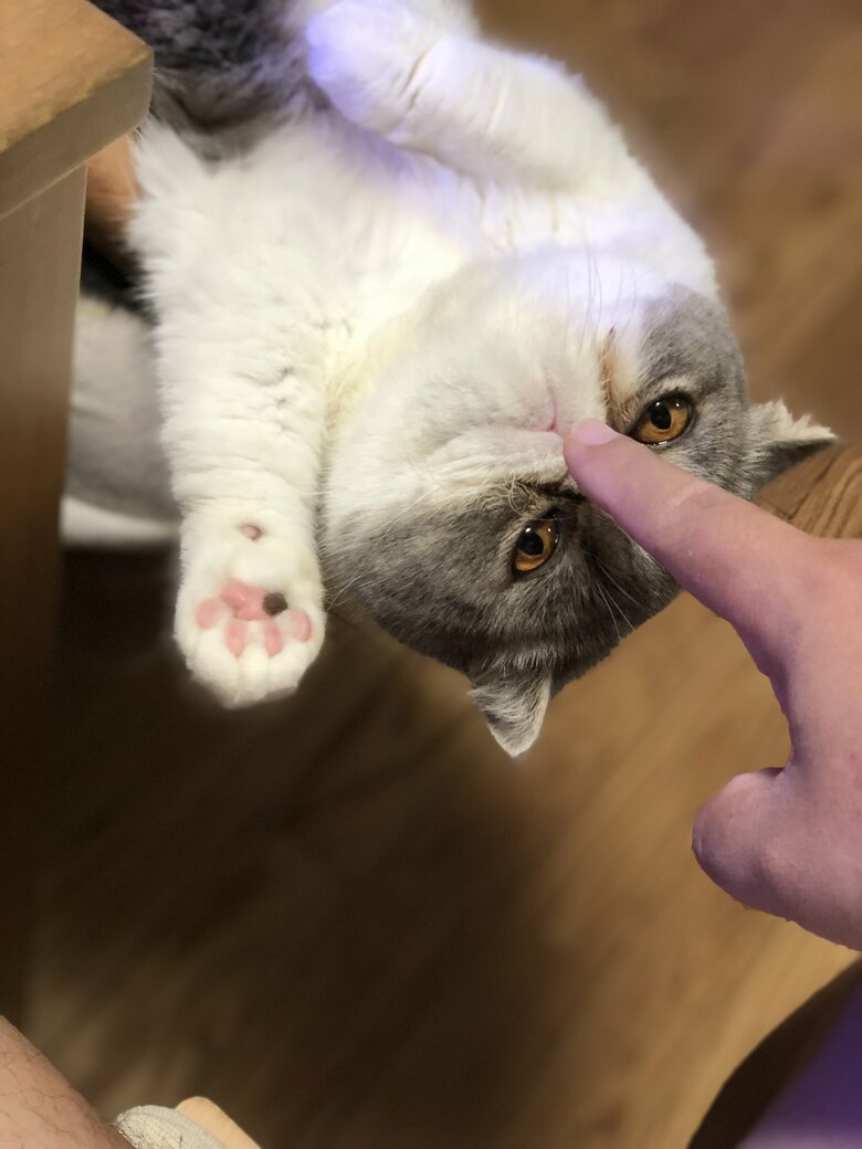 鼻を触られて、脱力状態