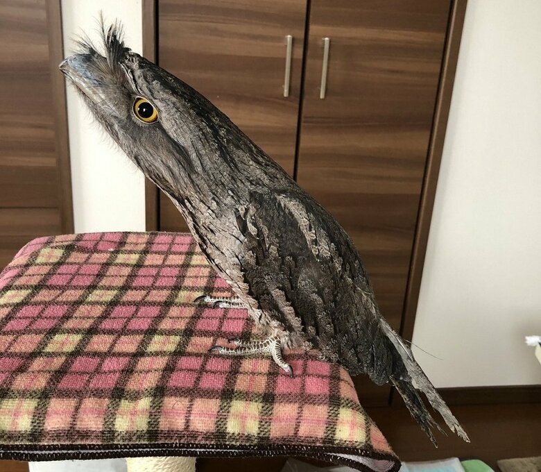 触ってもかたいという