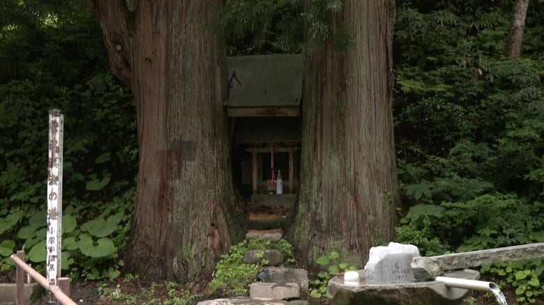 「小さな森の湯」近くにある樹齢400年といわれるスギの木