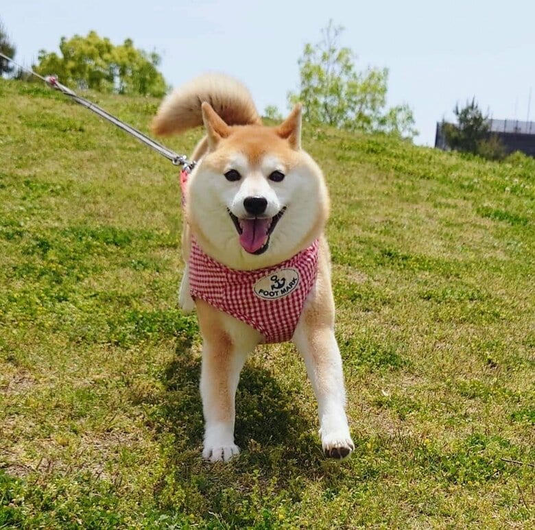 チャーミーちゃん（提供：柴犬チャーミーさん）