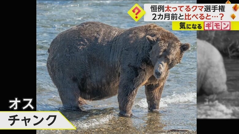 2023年の“太ってるクマ選手権”に残った、オスのチャンク