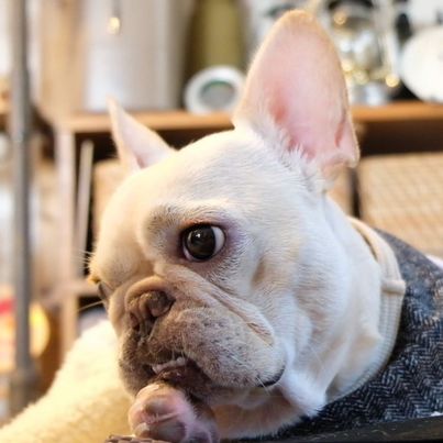 提供：むぎさん