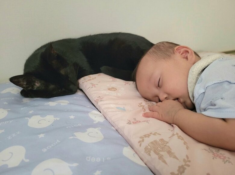 提供：仔猫を拾ったので