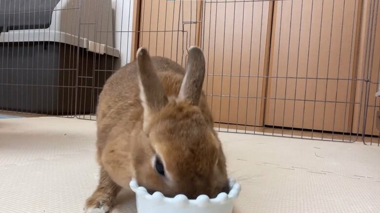ガツガツと食いついている