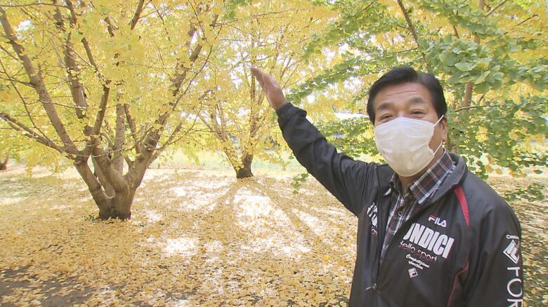 当初の苗は60cmくらいだったが、今では大きく成長