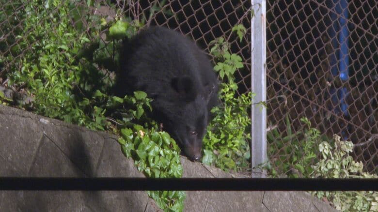 ハチミツをなめるクマ